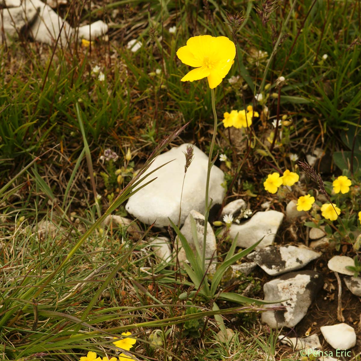 Renoncule à feuilles de Graminée - Ranunculus gramineus