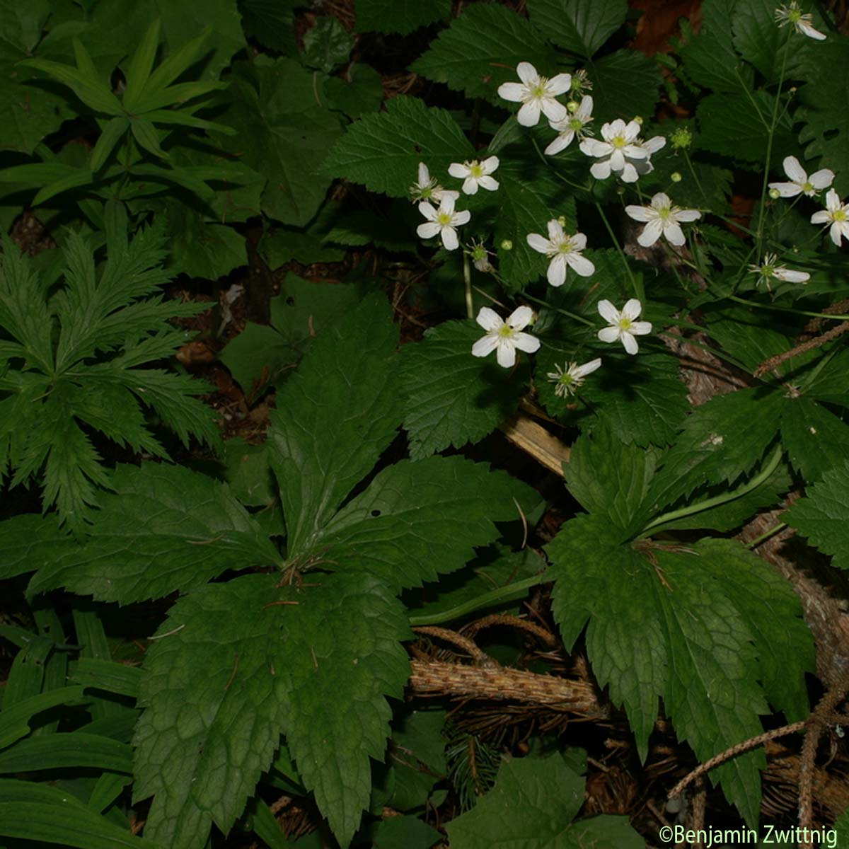 Renoncule à feuilles de platane - Ranunculus platanifolius