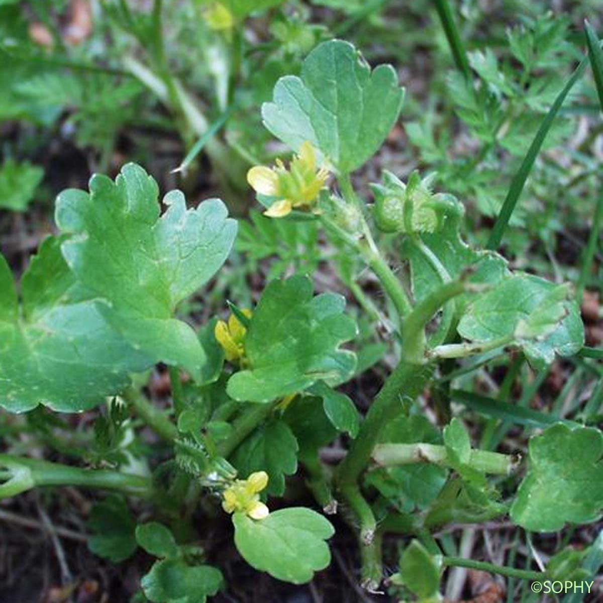 Renoncule à petites pointes - Ranunculus muricatus