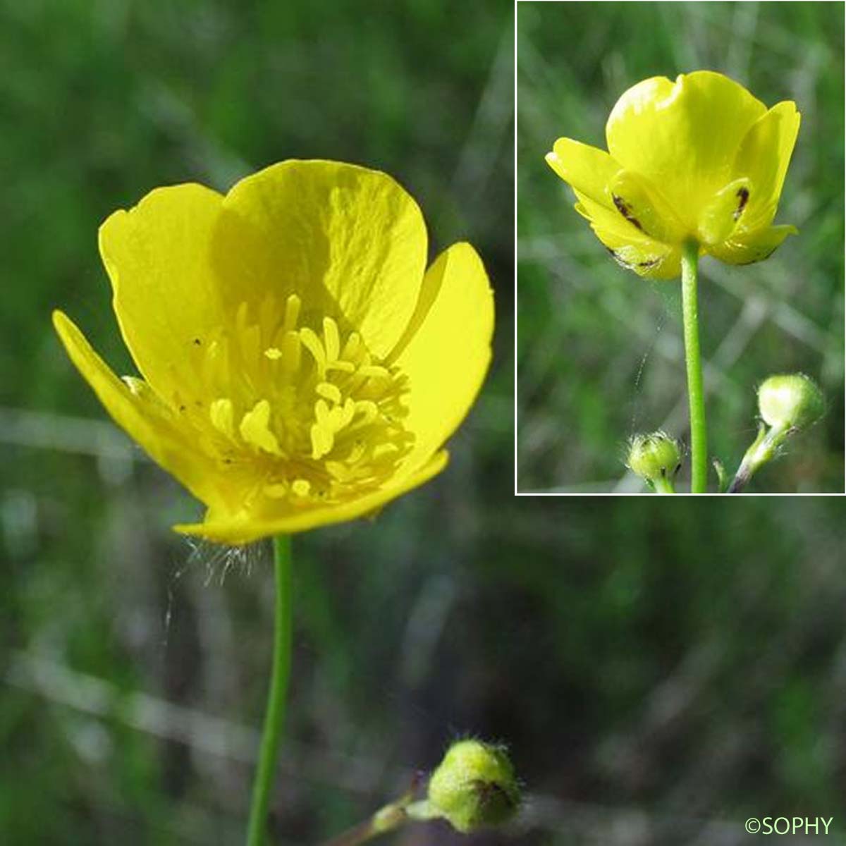 Renoncule âcre - Ranunculus acris subsp. acris