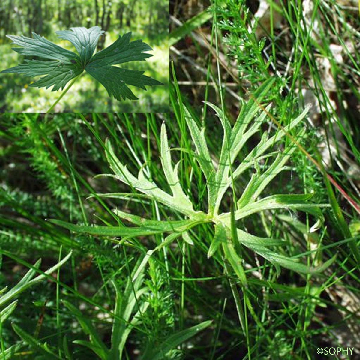 Renoncule âcre - Ranunculus acris subsp. acris