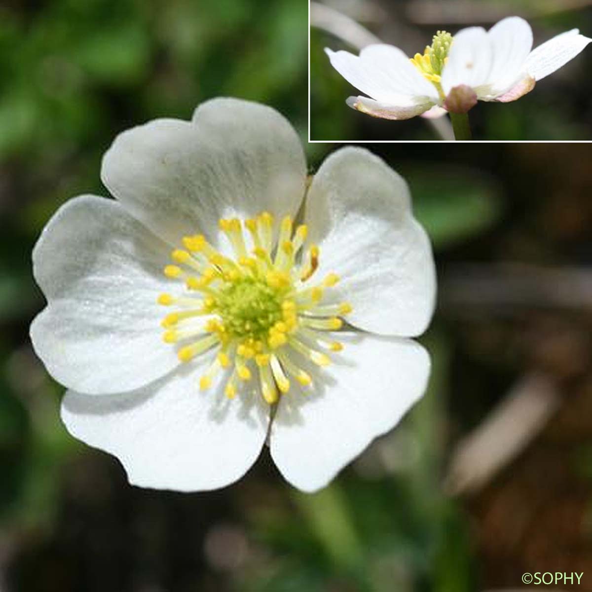 Renoncule alpestre - Ranunculus alpestris