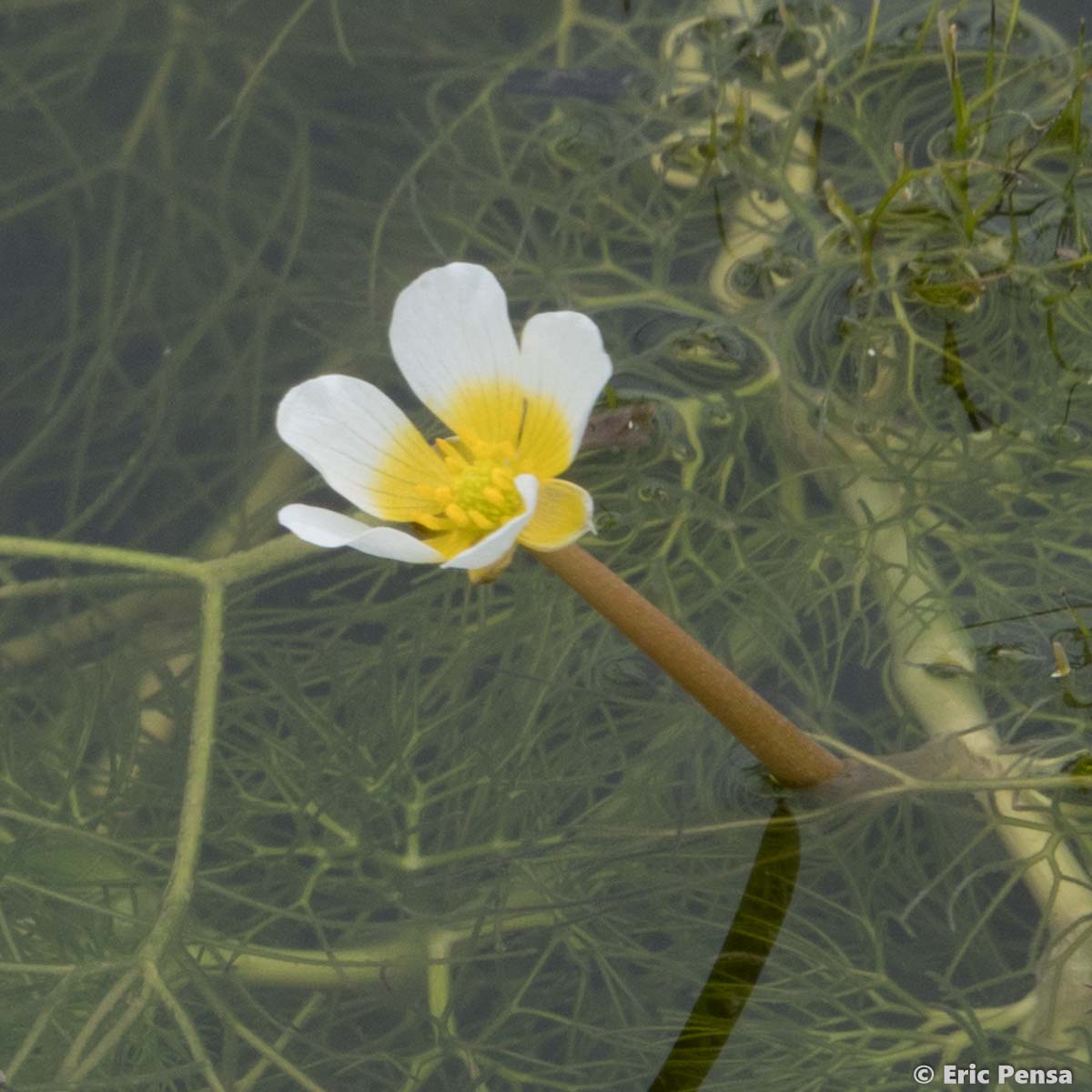 Renoncule aquatique - Ranunculus aquatilis