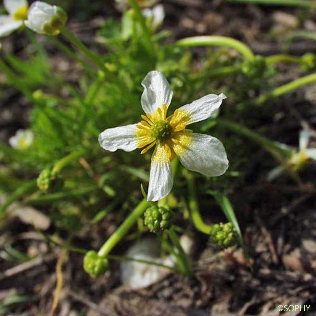 Renoncule de Baudot - Ranunculus peltatus subsp. baudotii