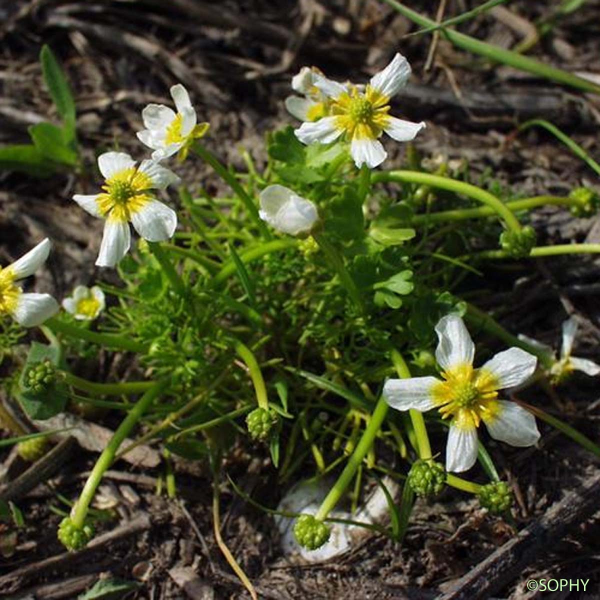 Renoncule de Baudot - Ranunculus peltatus subsp. baudotii