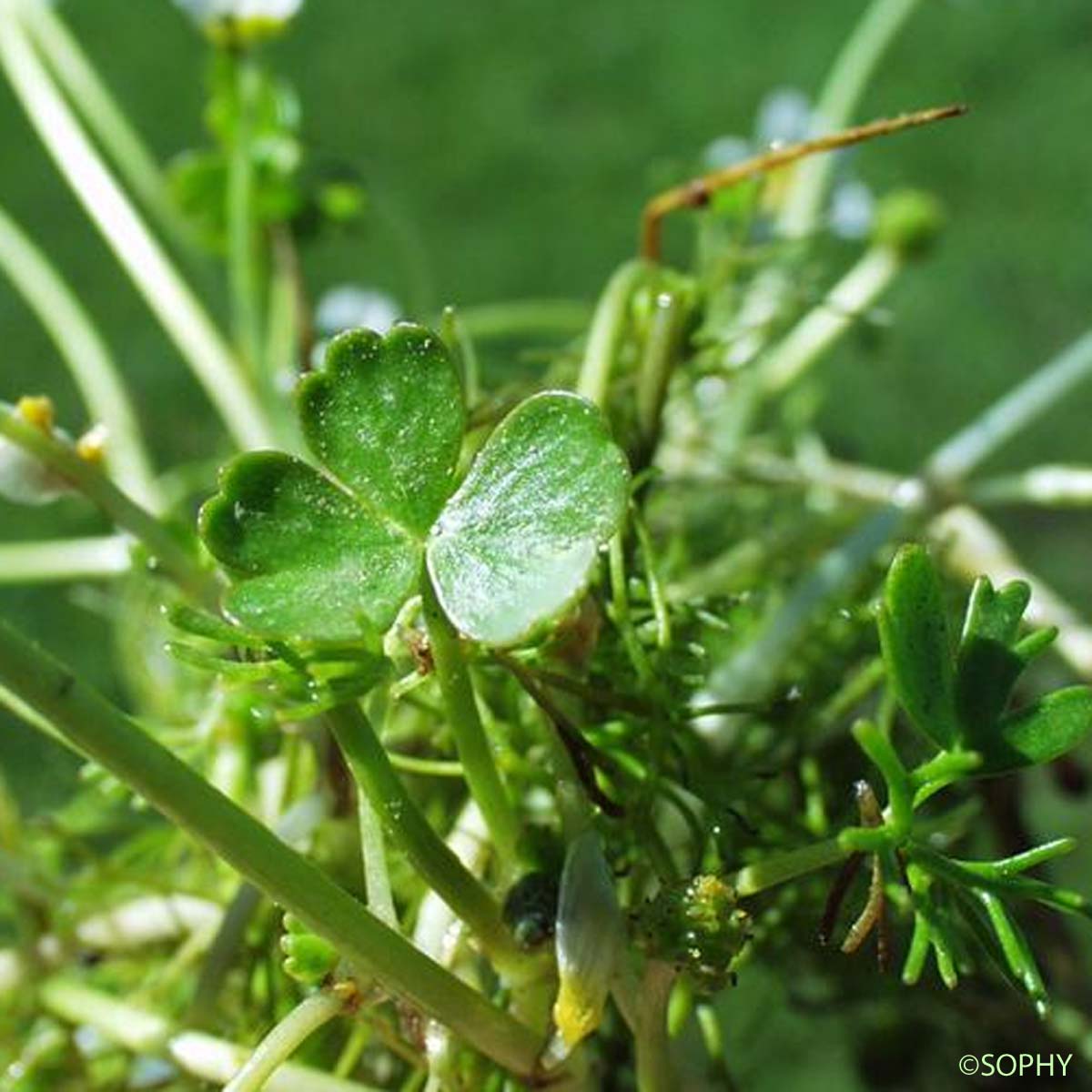 Renoncule de Baudot - Ranunculus peltatus subsp. baudotii