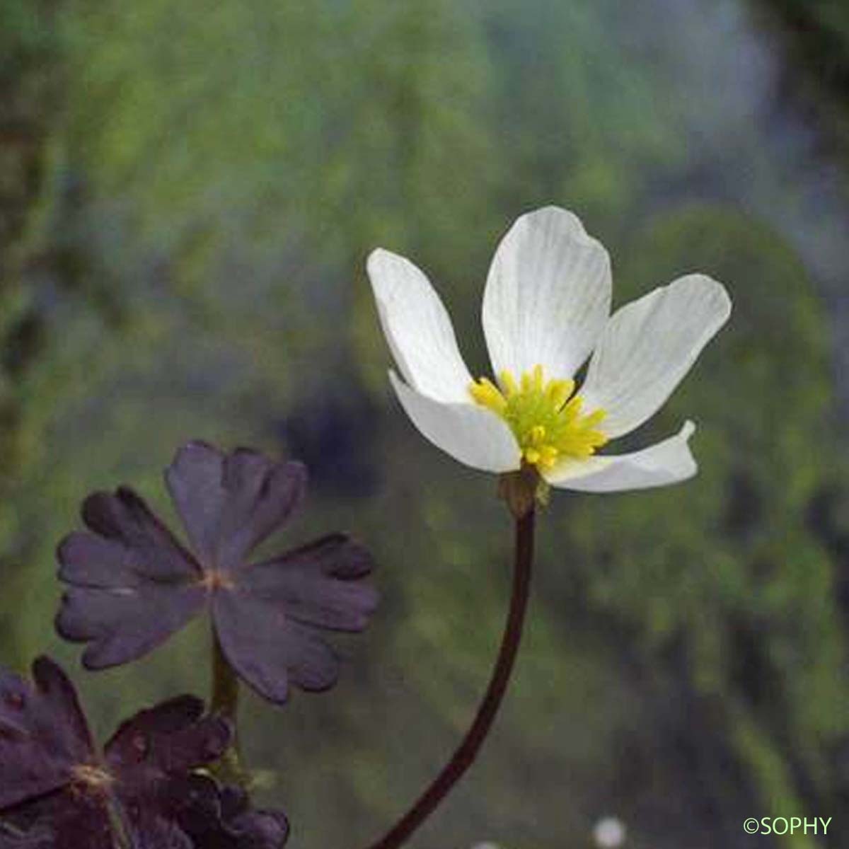 Renoncule de Lenormand - Ranunculus omiophyllus