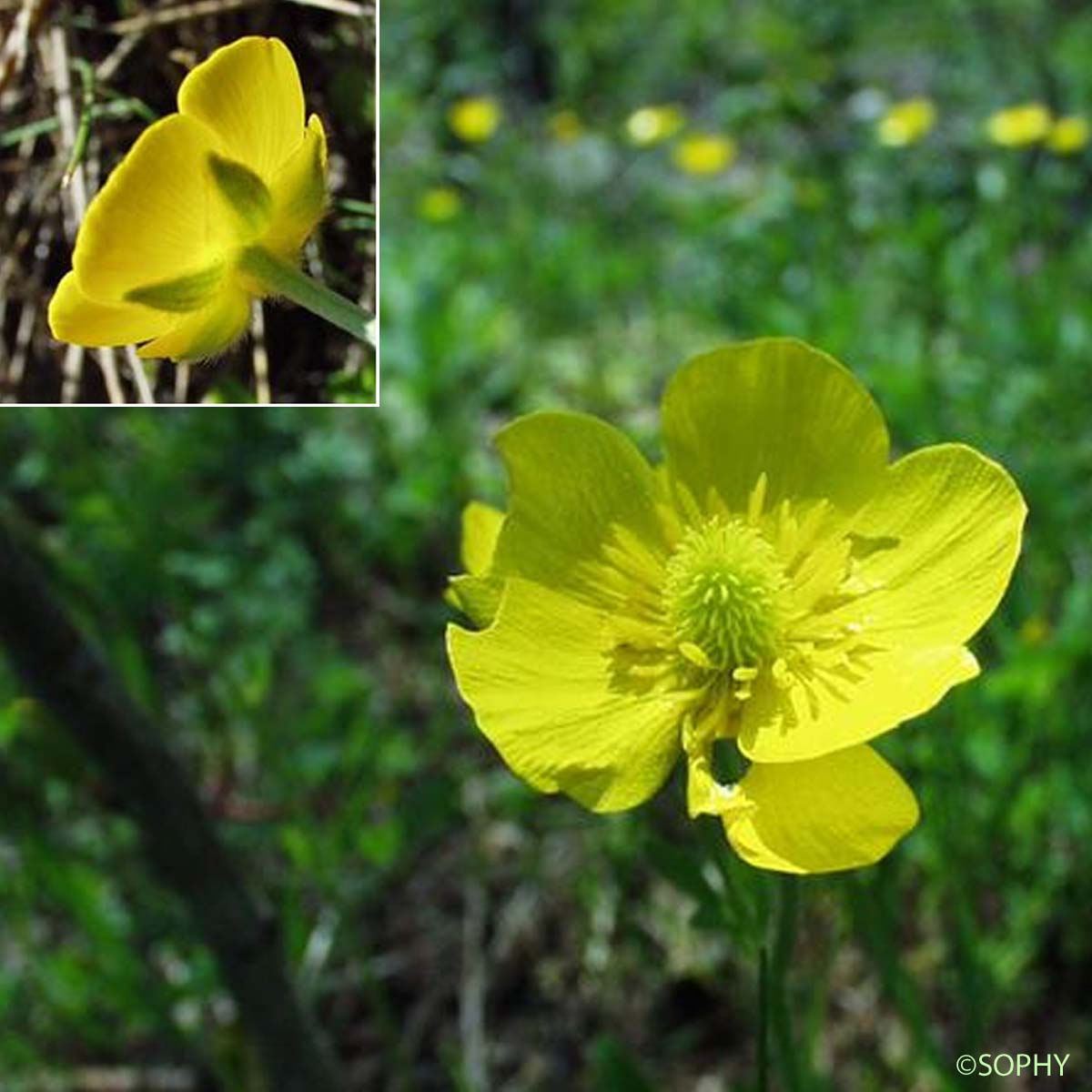 Renoncule de Montpellier - Ranunculus monspeliacus