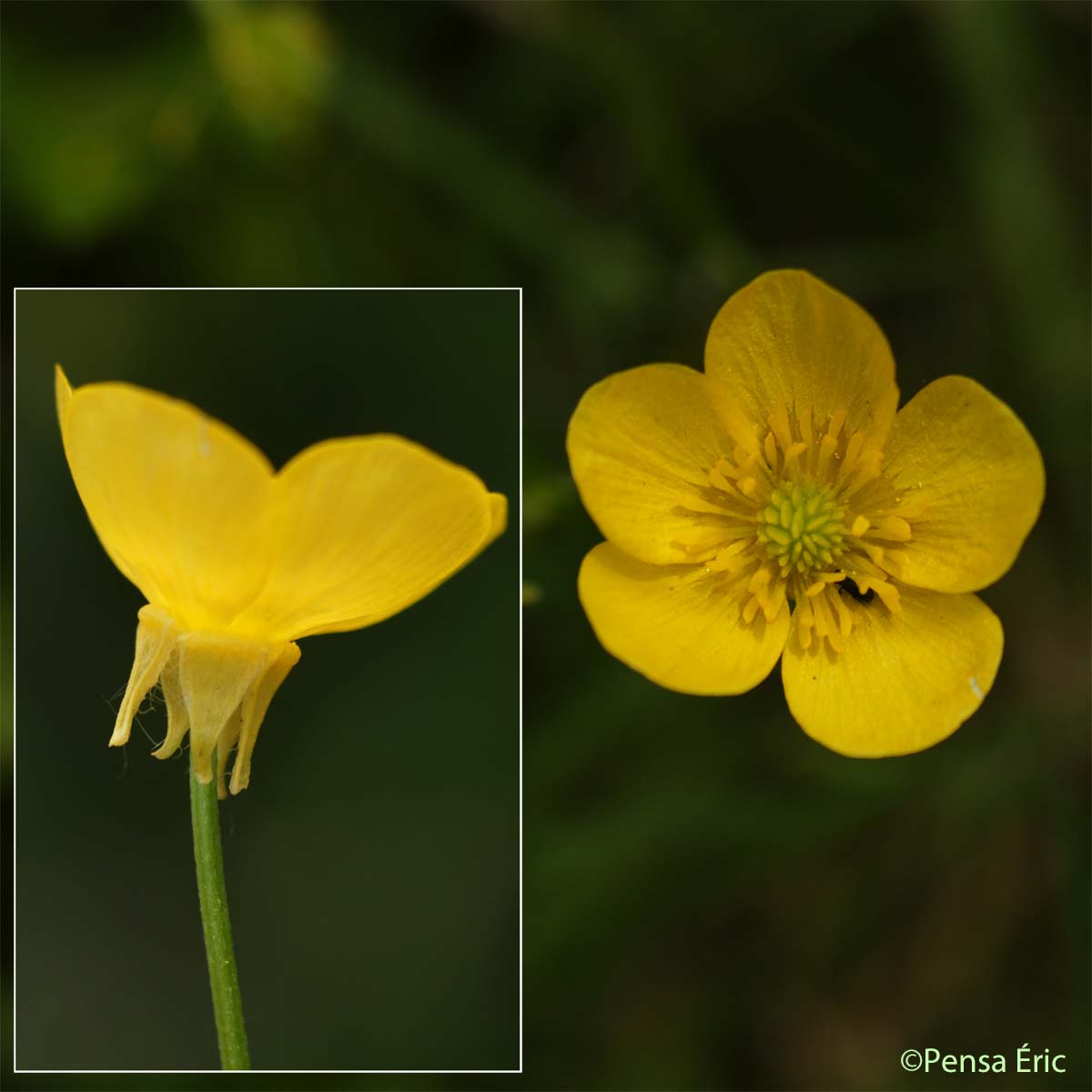 Renoncule de Sardaigne - Ranunculus sardous