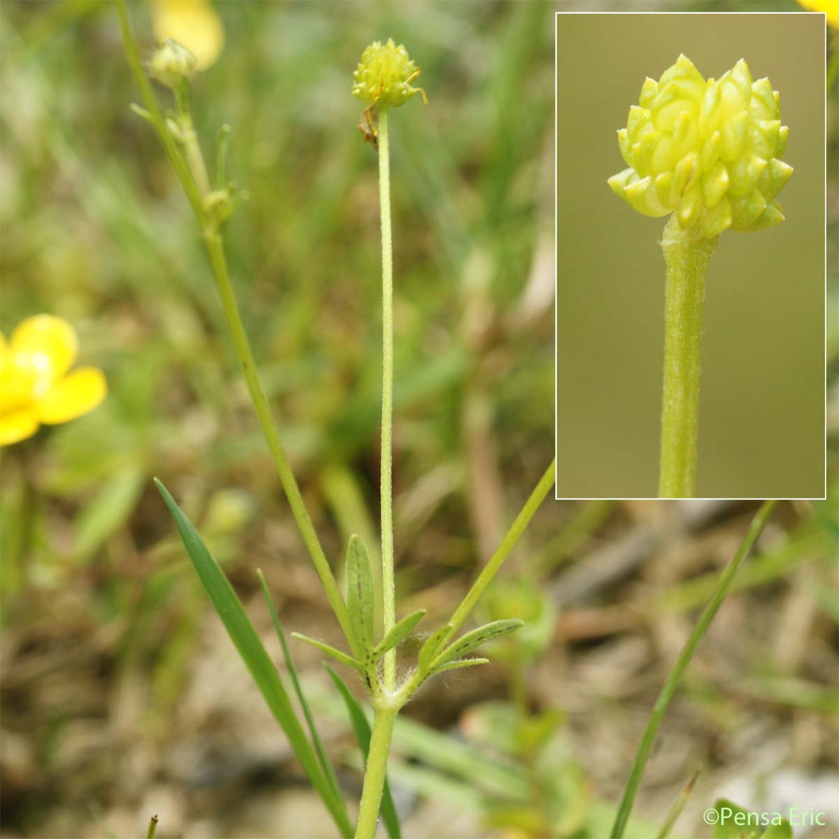 Renoncule de Sardaigne - Ranunculus sardous
