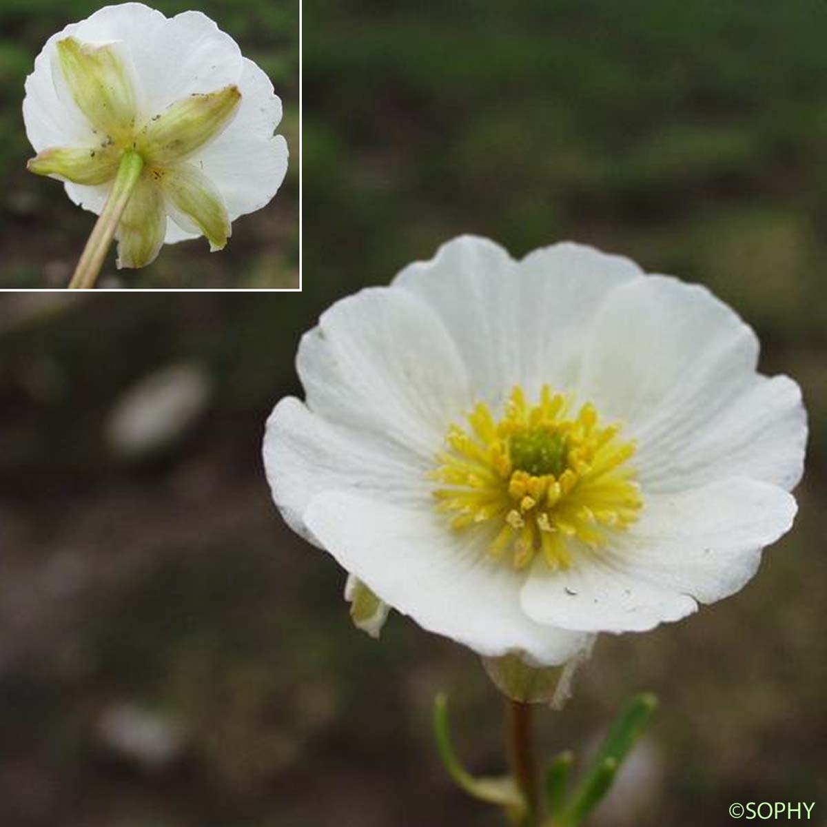 Renoncule des glaciers - Ranunculus glacialis