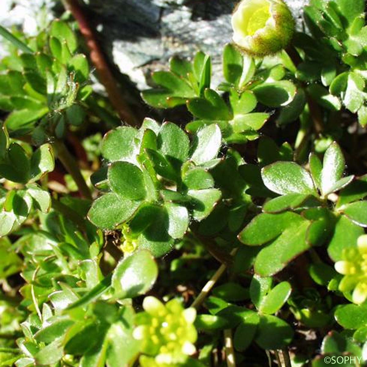 Renoncule des glaciers - Ranunculus glacialis