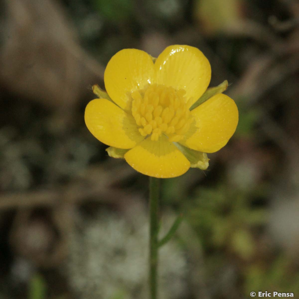 Renoncule des marais - Ranunculus paludosus