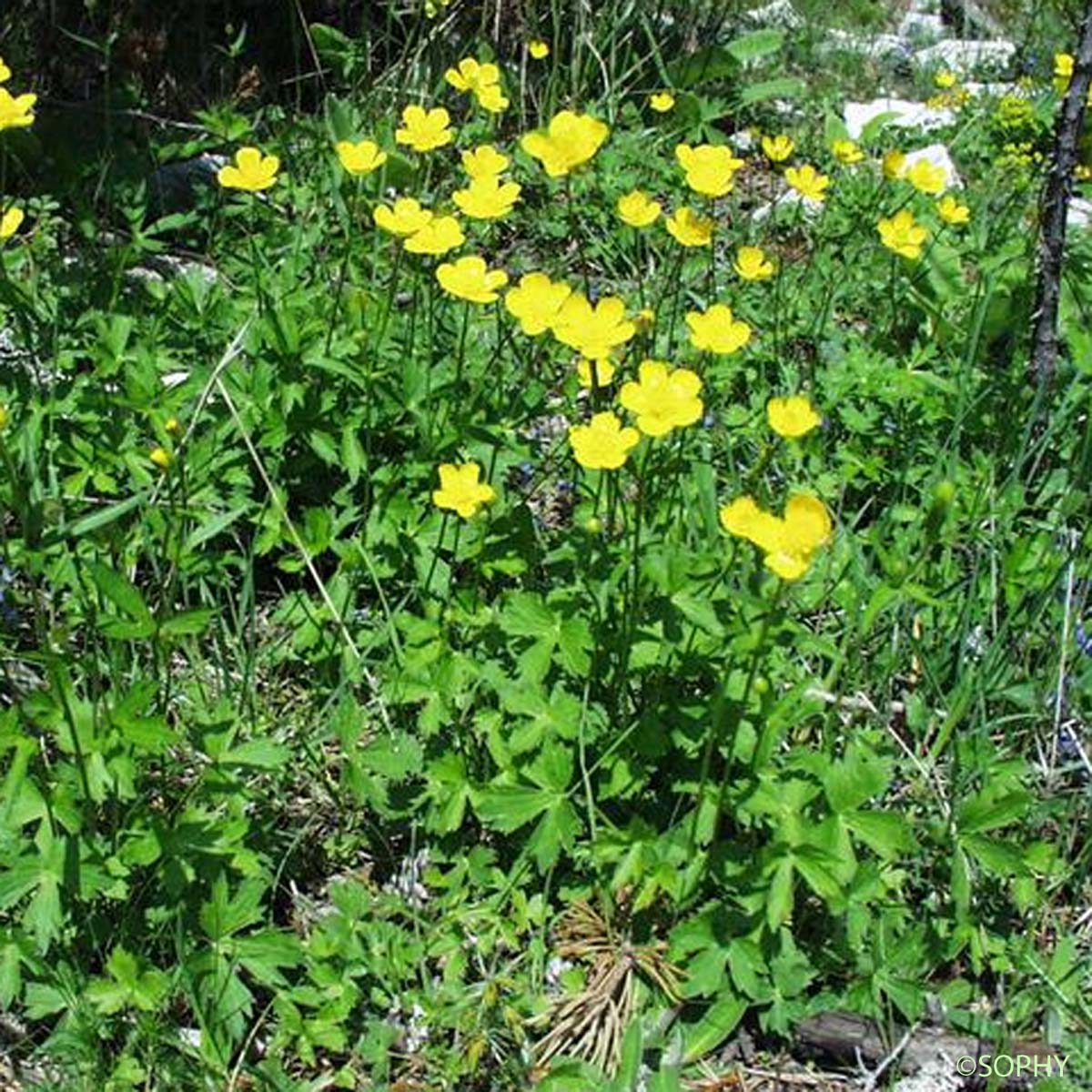 Renoncule des montagnes - Ranunculus montanus