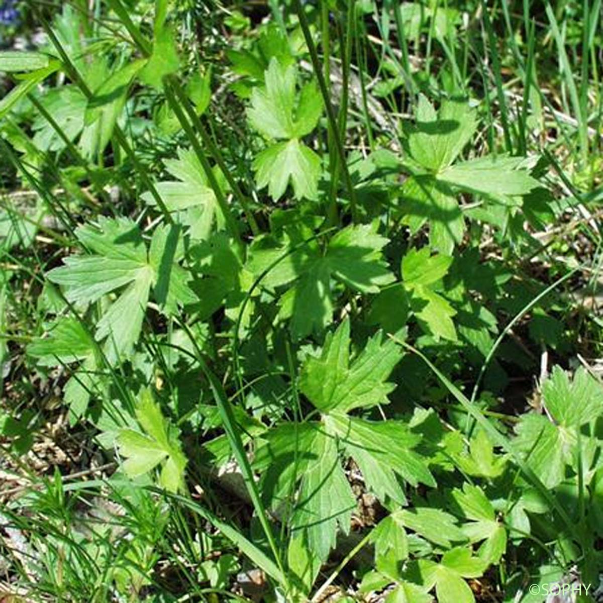 Renoncule des montagnes - Ranunculus montanus