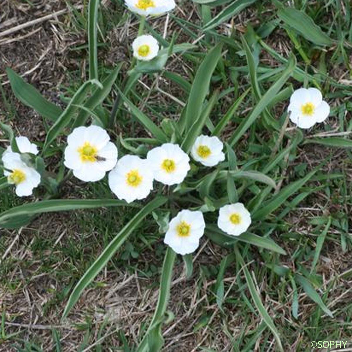 Renoncule des Pyrénées - Ranunculus pyrenaeus