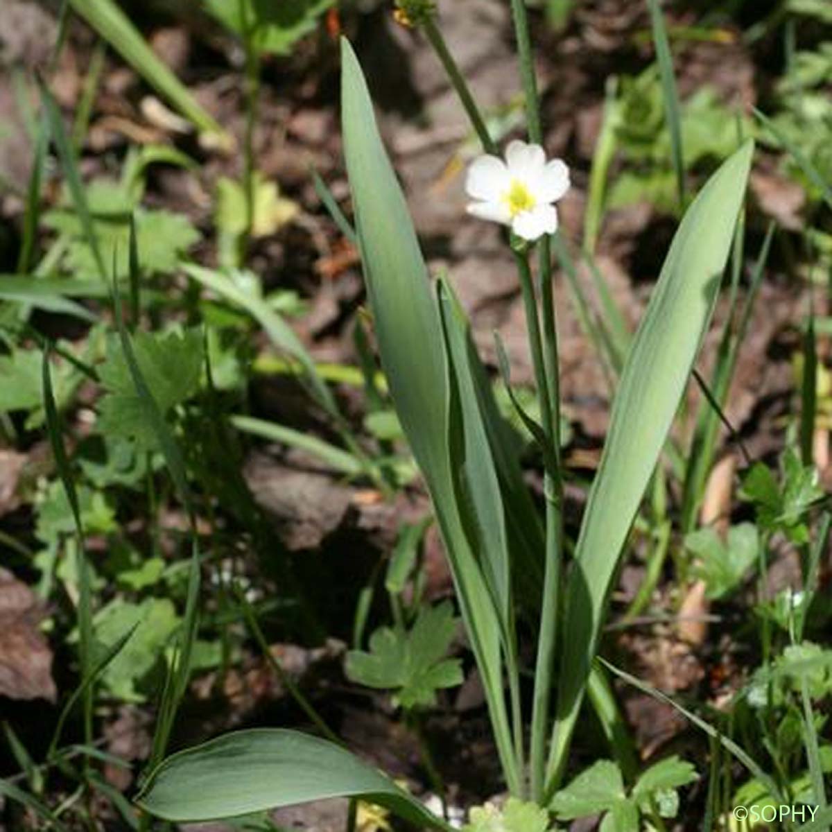 Renoncule des Pyrénées - Ranunculus pyrenaeus