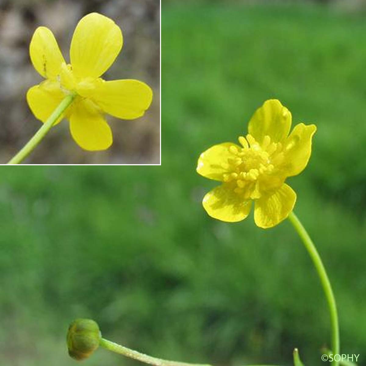 Renoncule Flammette - Ranunculus flammula var. flammula