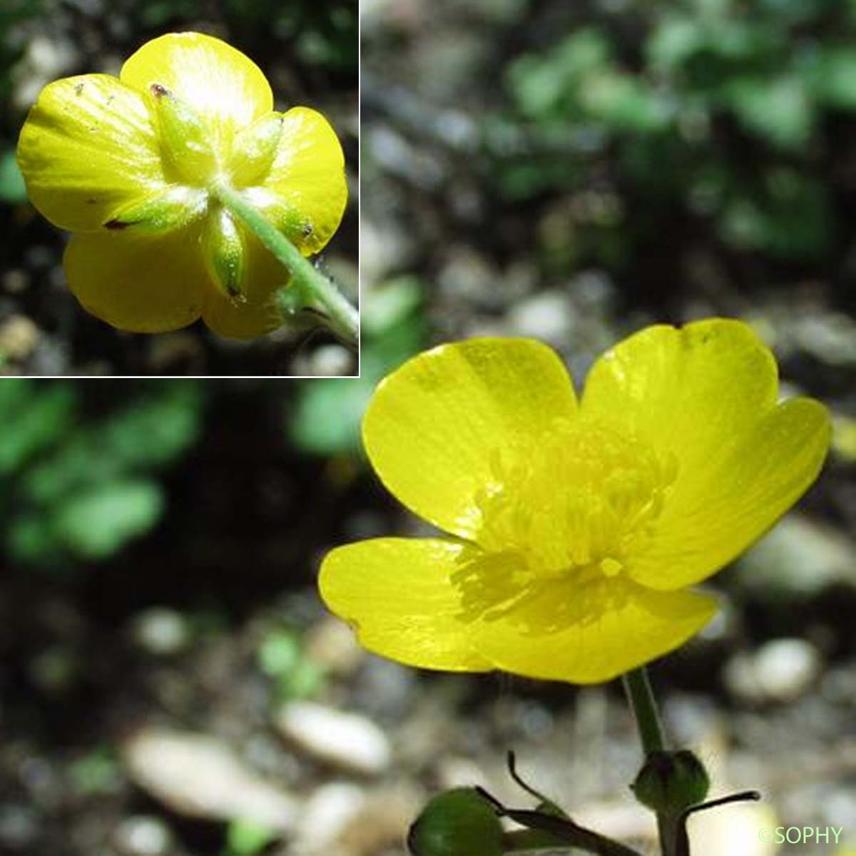 Renoncule laineuse - Ranunculus lanuginosus