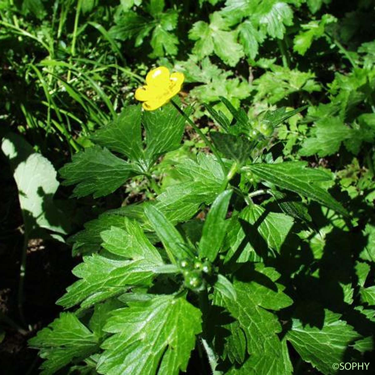 Renoncule laineuse - Ranunculus lanuginosus