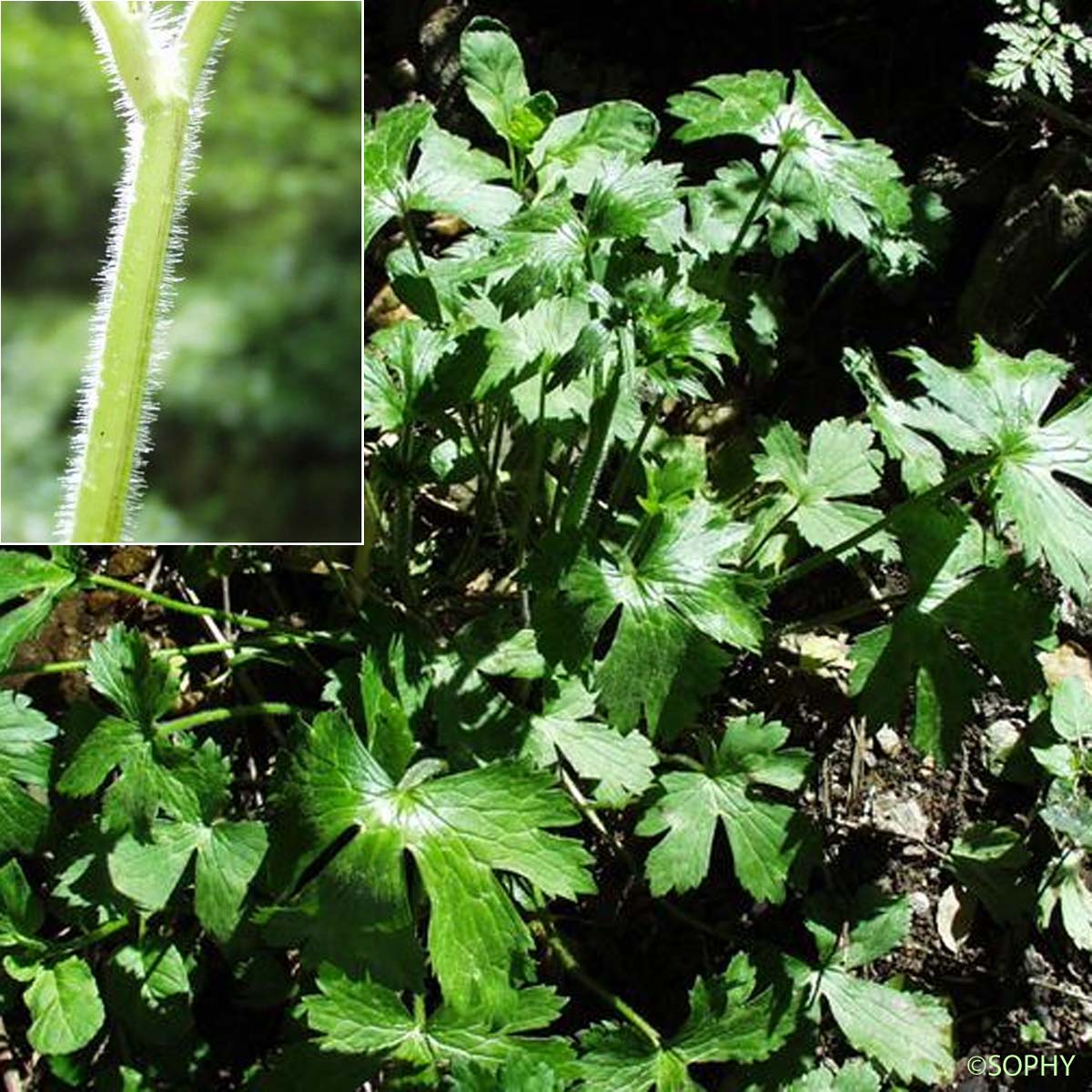 Renoncule laineuse - Ranunculus lanuginosus