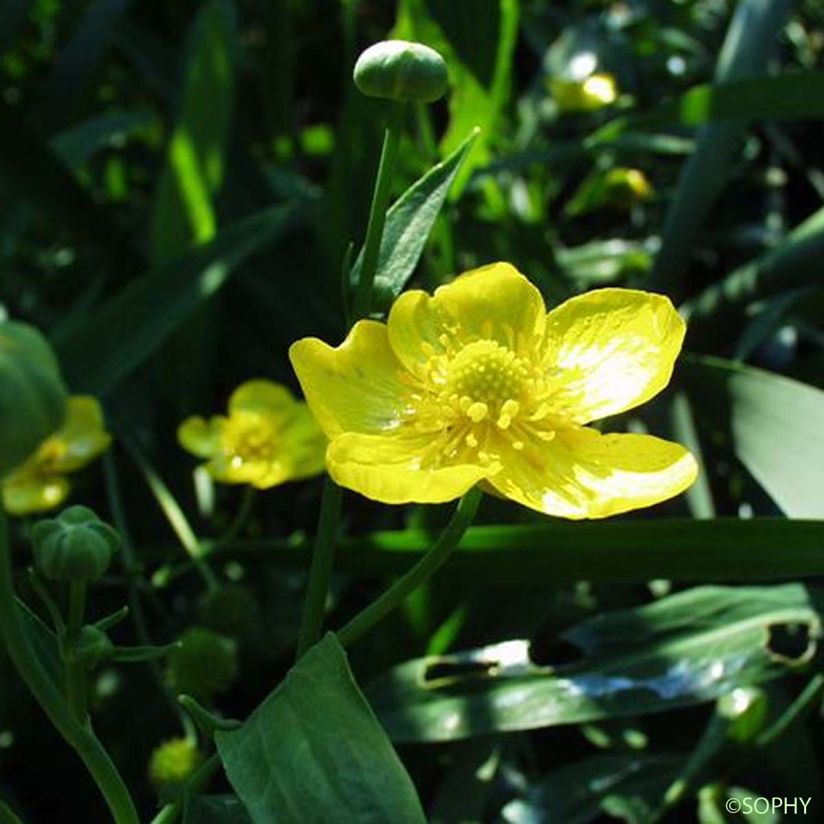 Grande Douve - Ranunculus lingua