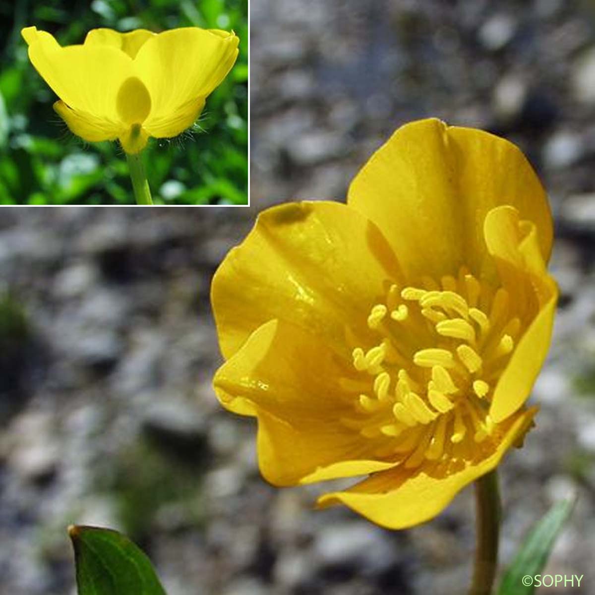 Renoncule rampante - Ranunculus repens