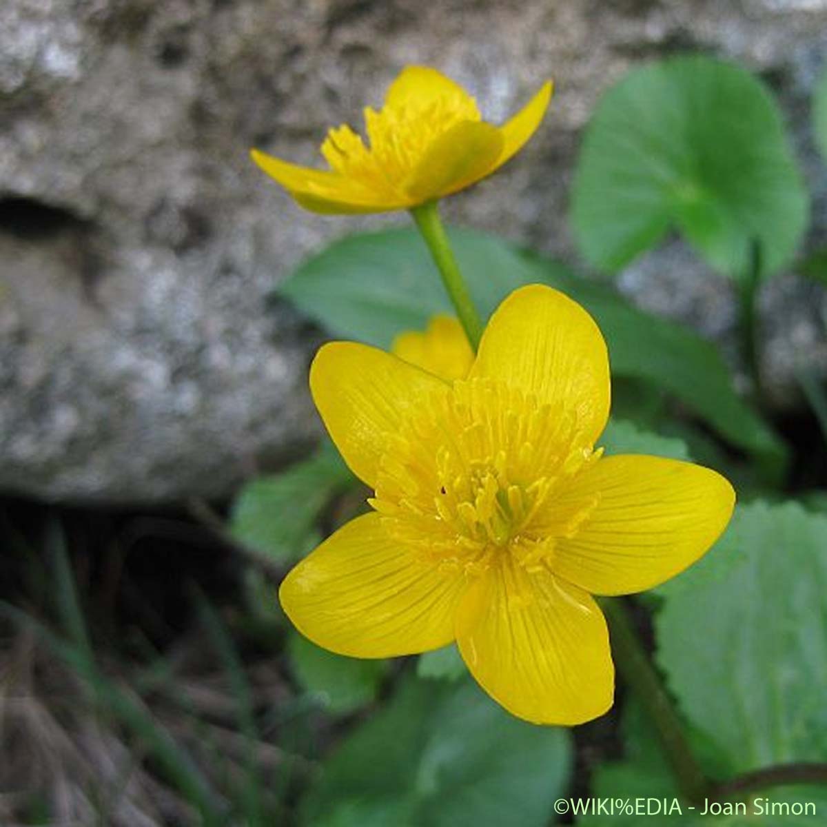 Renoncule Thora - Ranunculus thora