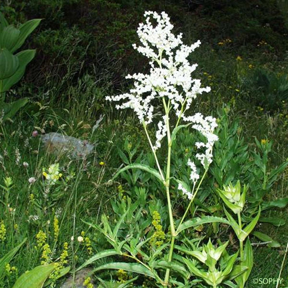 Renouée des Alpes - Koenigia alpina