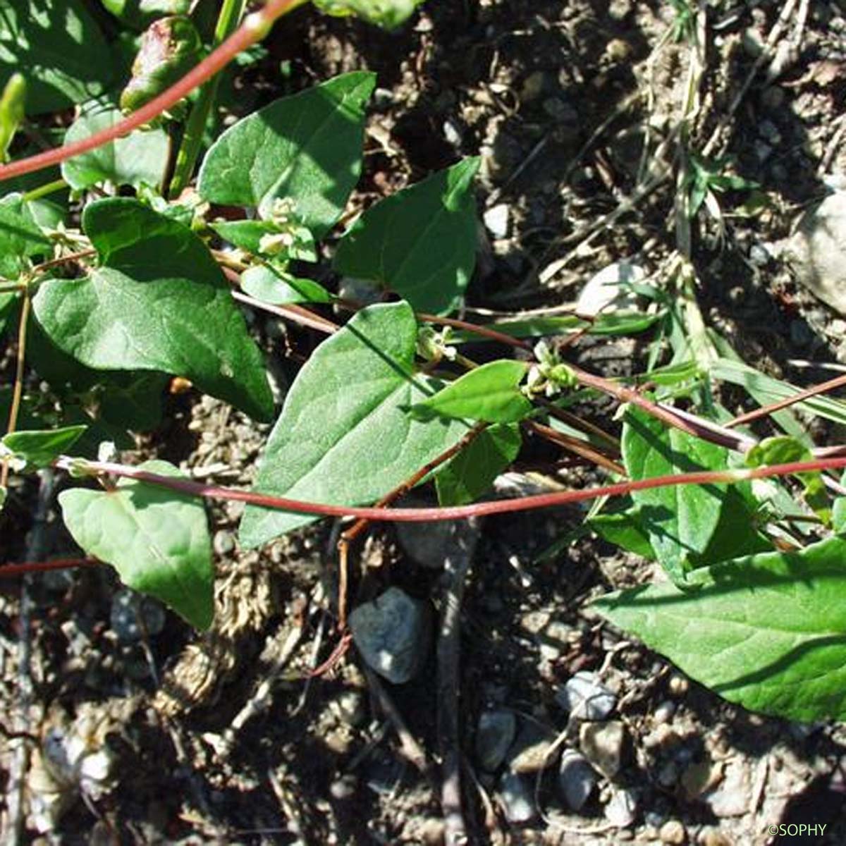 Renouée des haies - Fallopia dumetorum