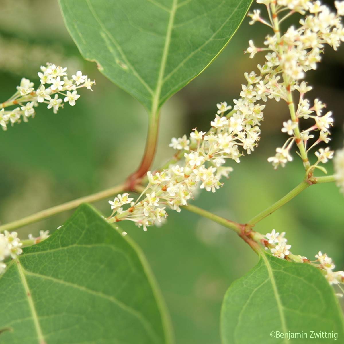 Renouée du Japon - Reynoutria japonica