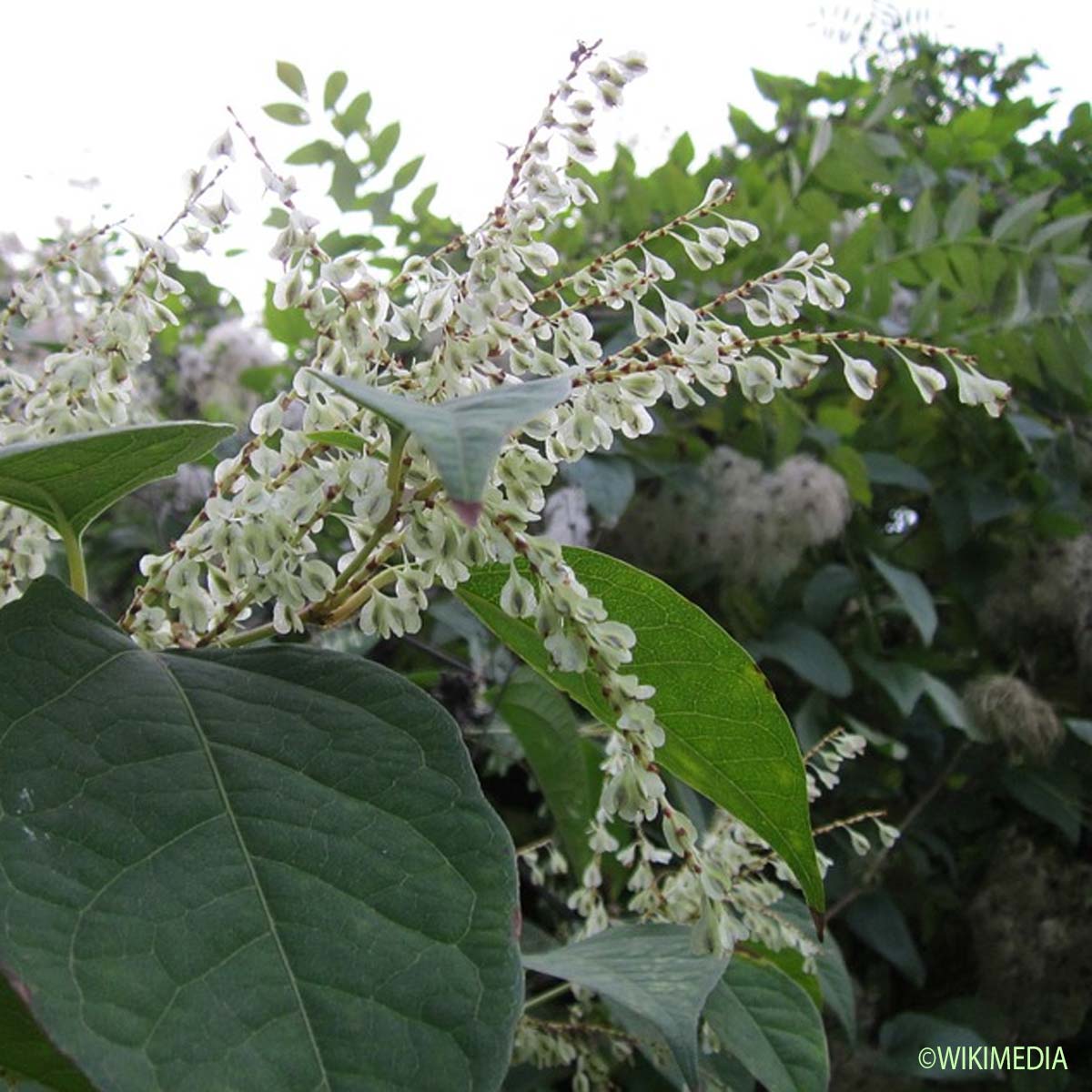 Renouée du Japon - Reynoutria japonica