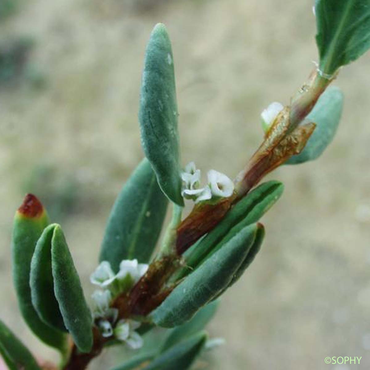 Renouée maritime - Polygonum maritimum