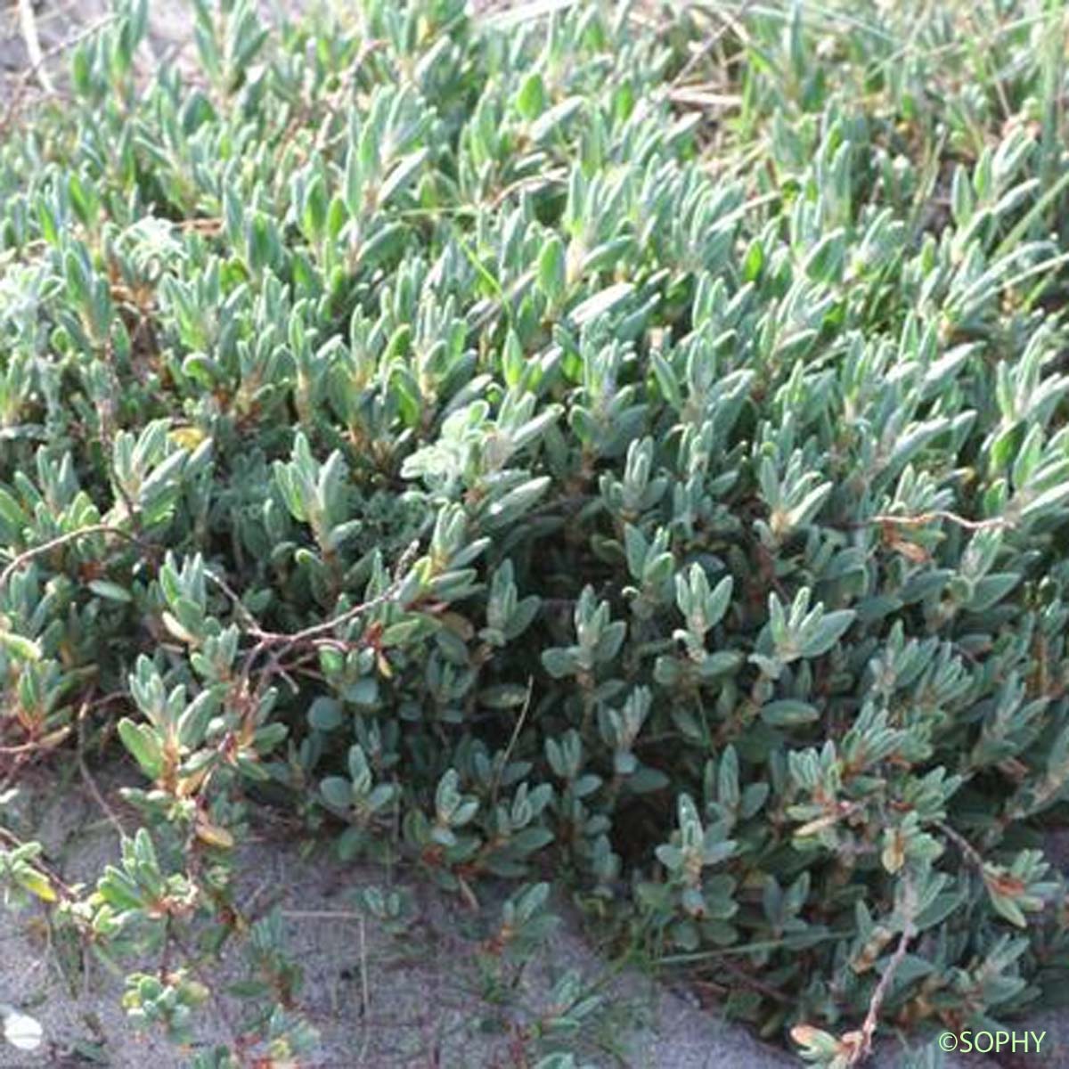 Renouée maritime - Polygonum maritimum