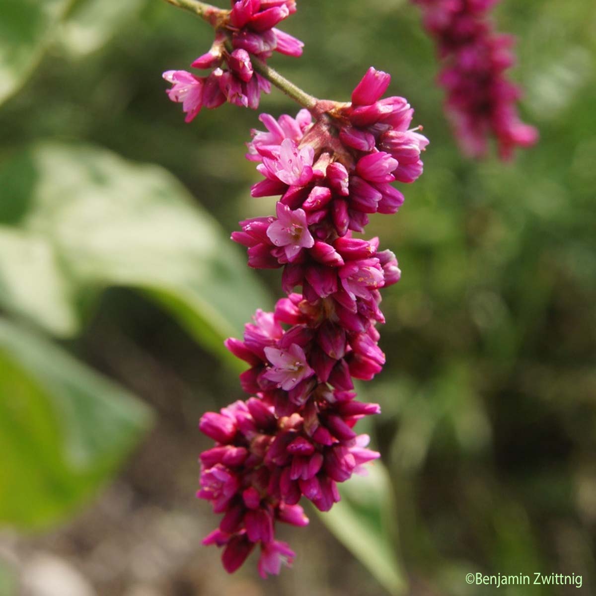 Renouée orientale - Persicaria orientalis