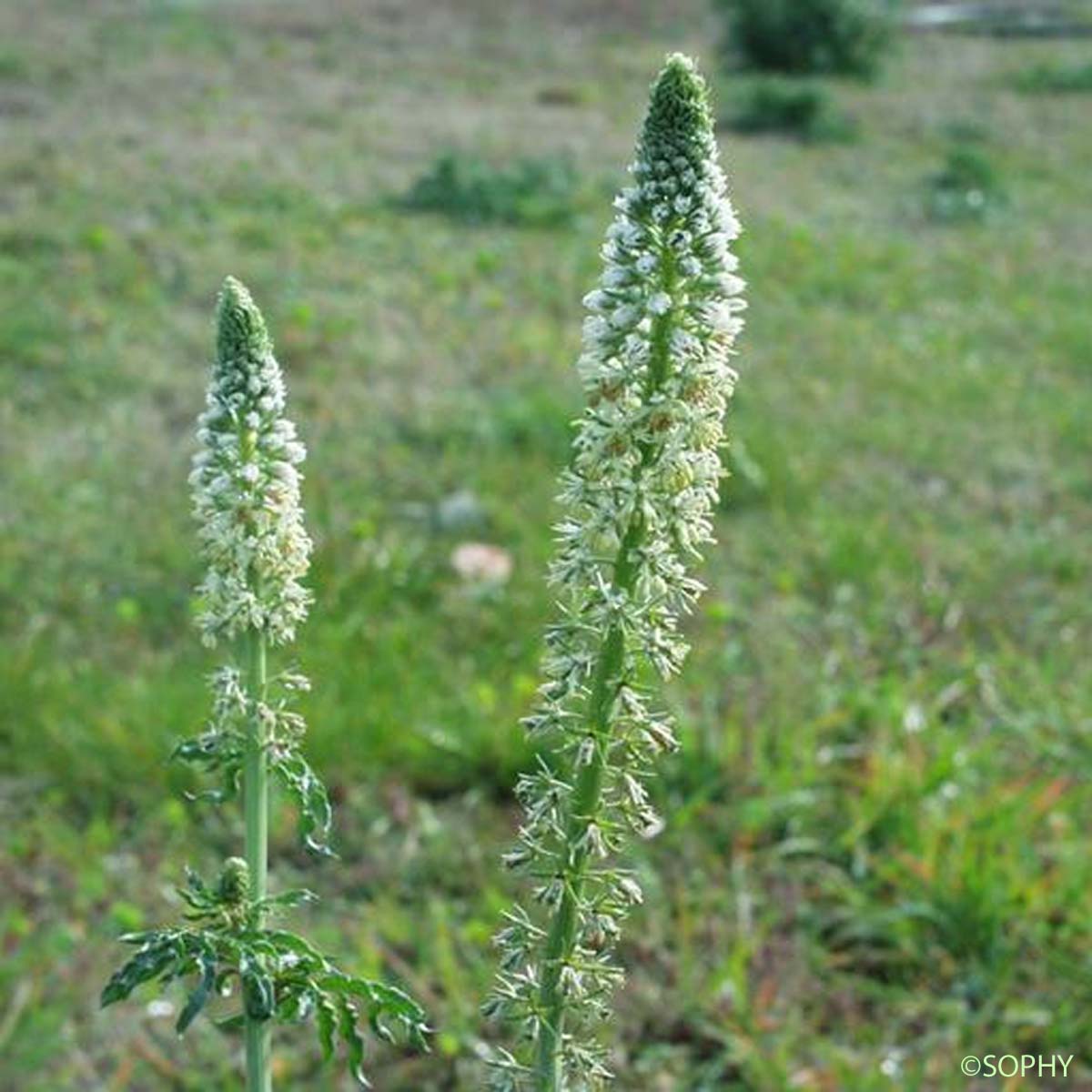 Réséda blanc - Reseda alba subsp. alba