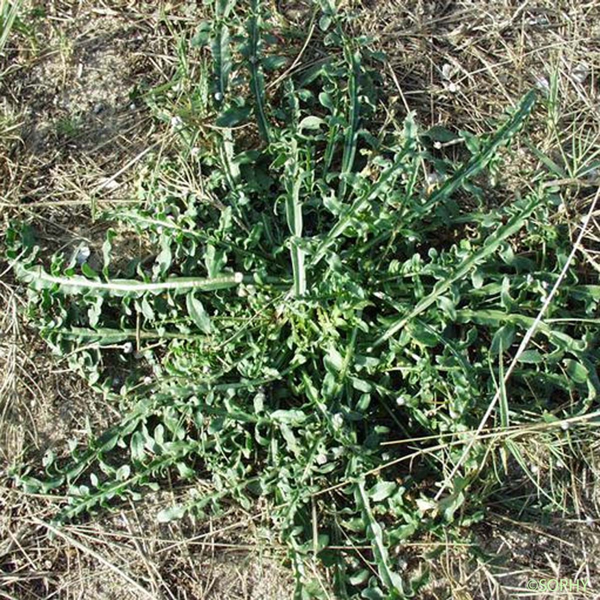 Réséda blanc - Reseda alba subsp. alba