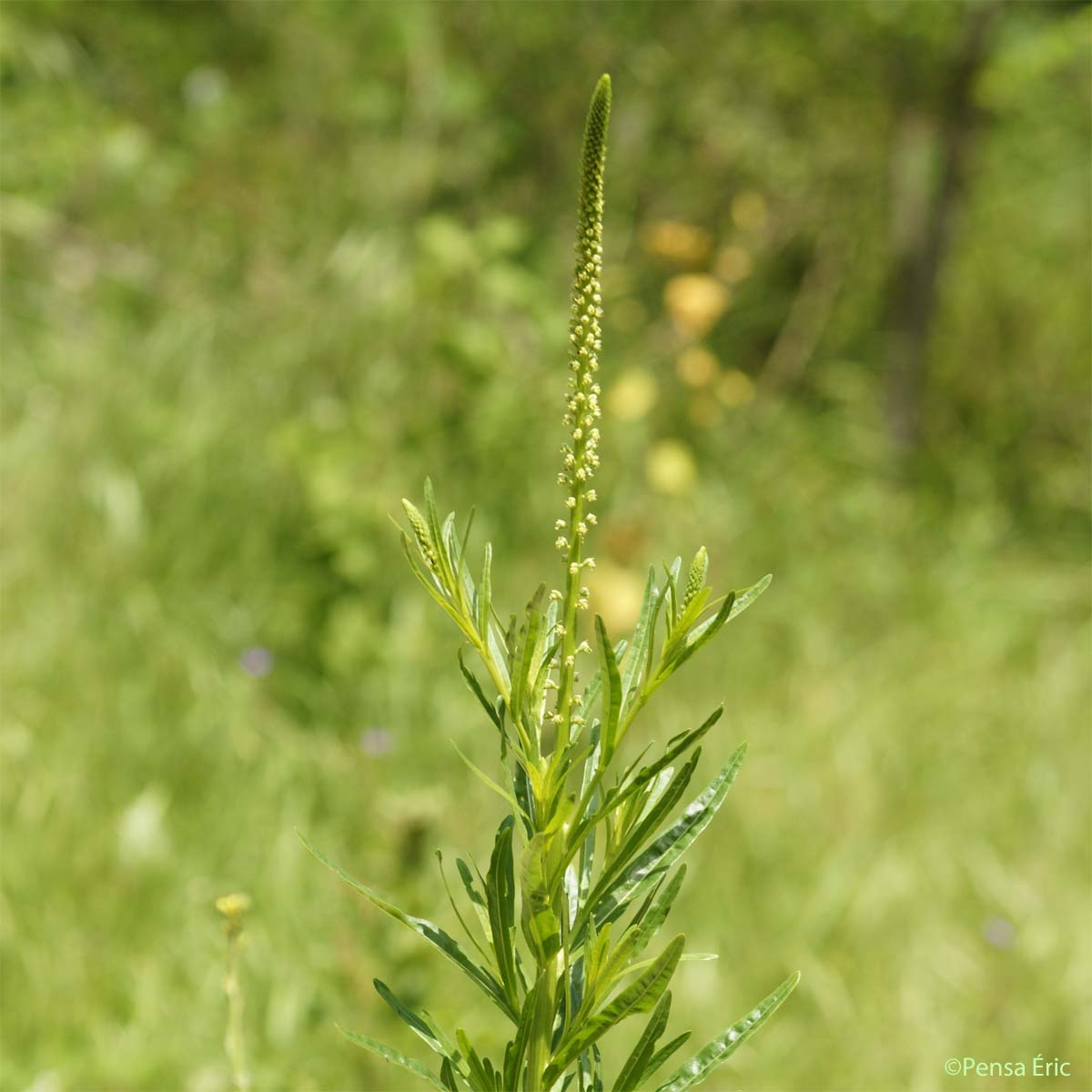 Réséda des teinturiers - Reseda luteola