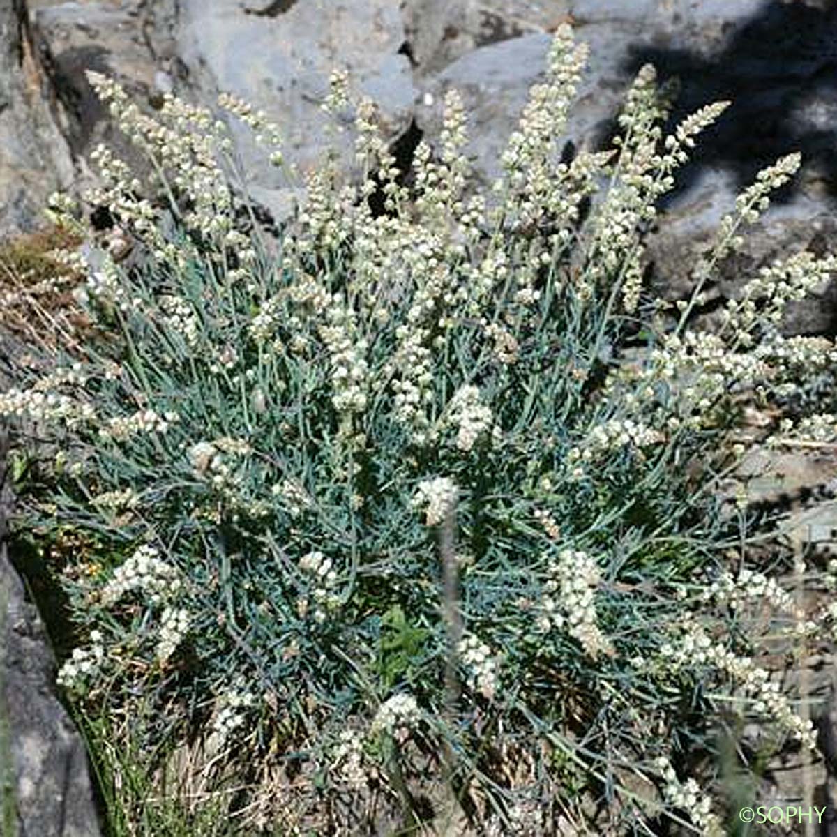 Réséda glauque - Reseda glauca