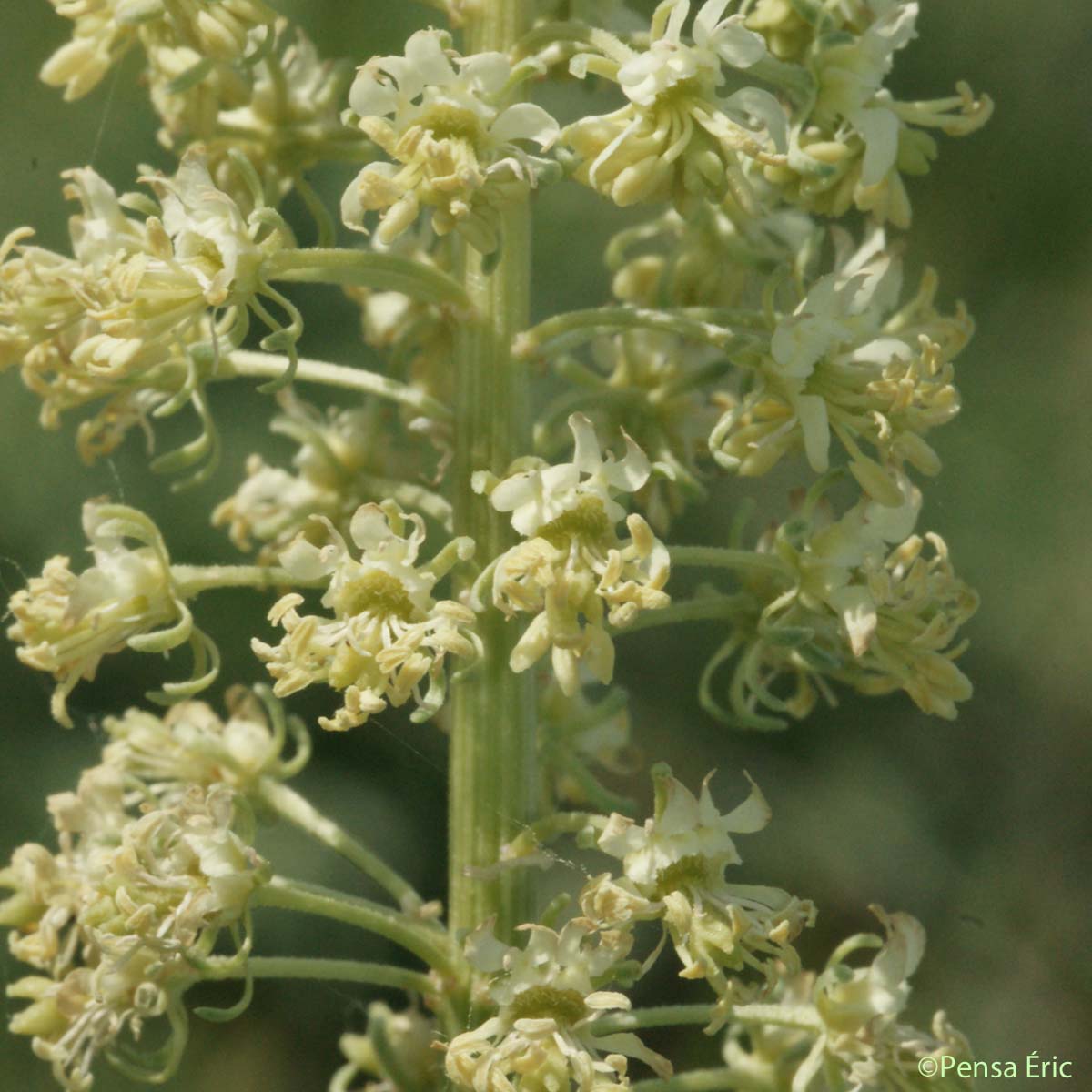 Réséda jaune - Reseda lutea