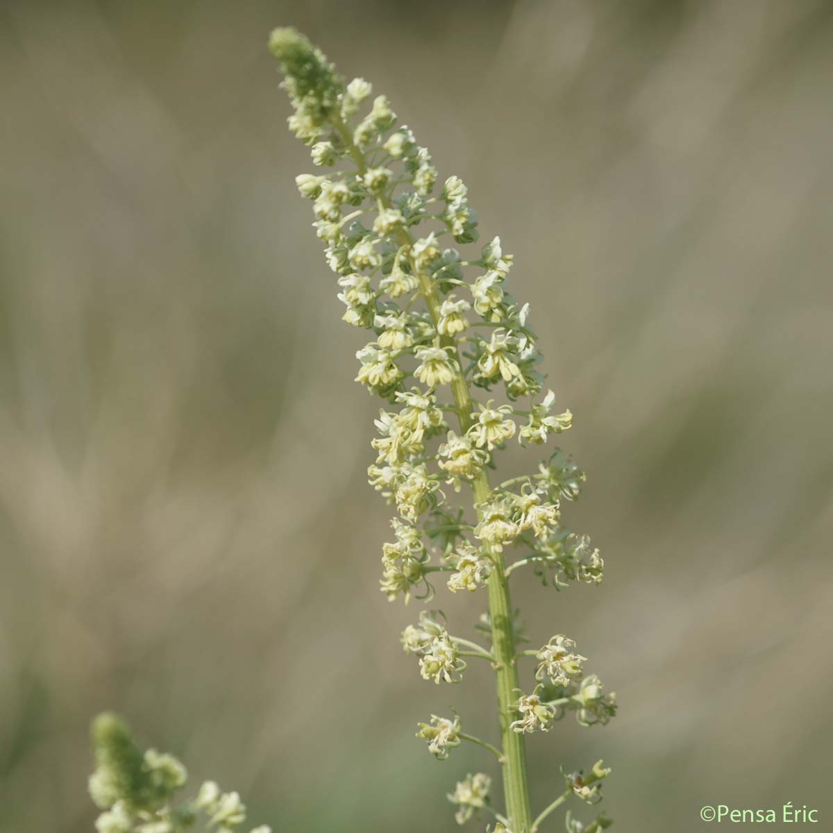 Réséda jaune - Reseda lutea subsp. lutea