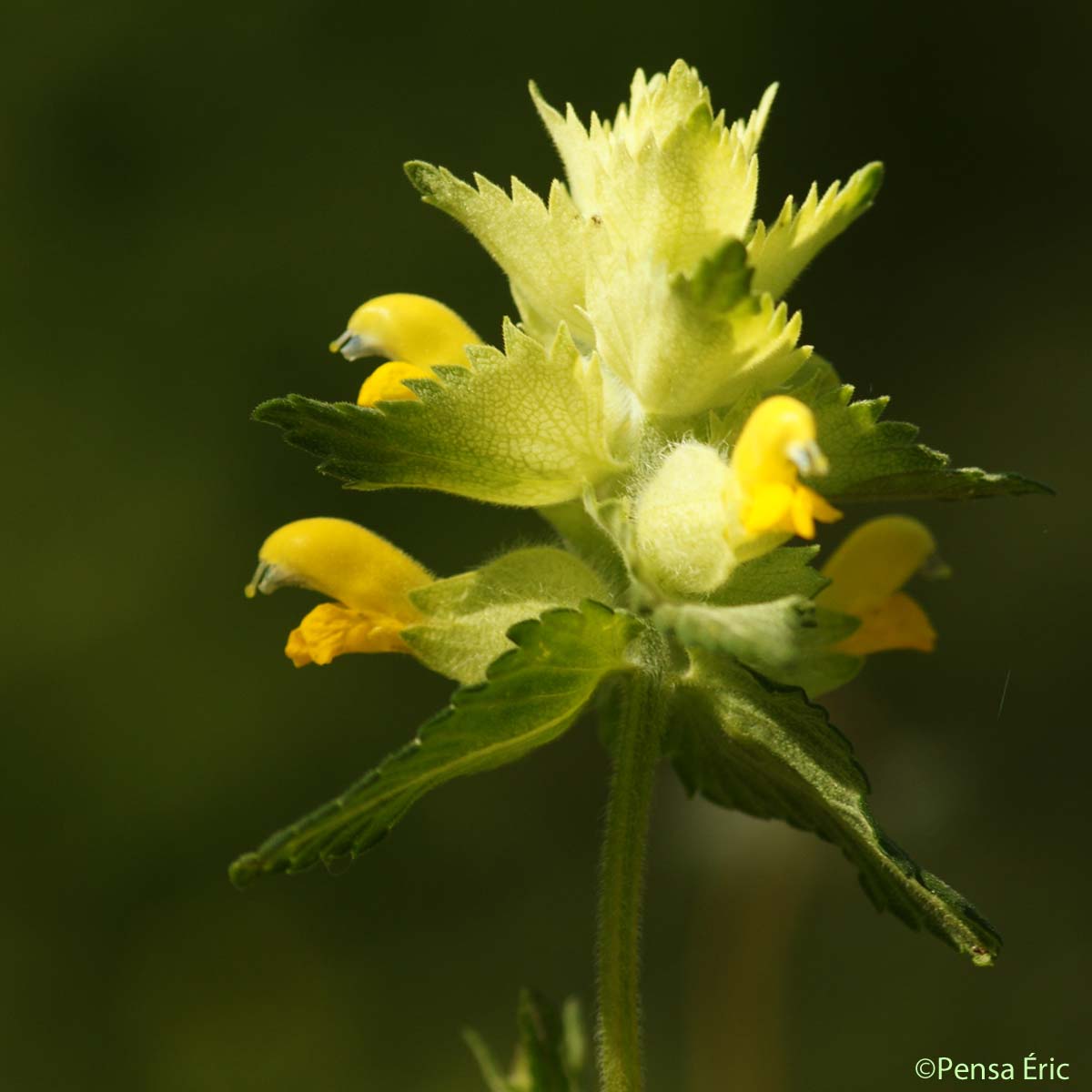 Rhinanthe Crête-de-coq - Rhinanthus alectorolophus