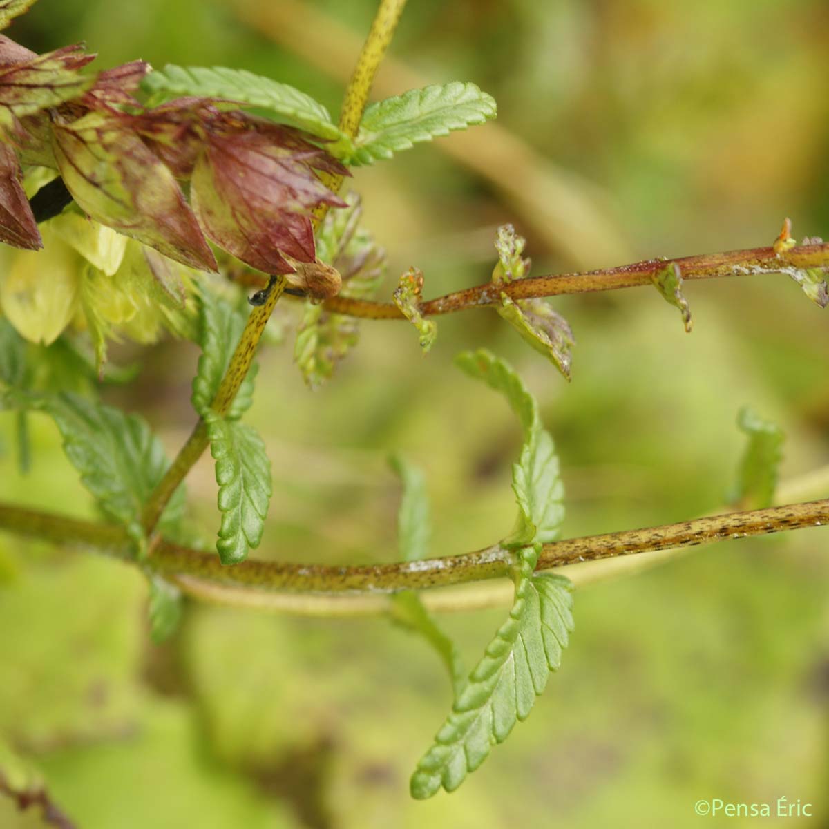 Rhinanthe à feuilles étroites - Rhinanthus angustifolius