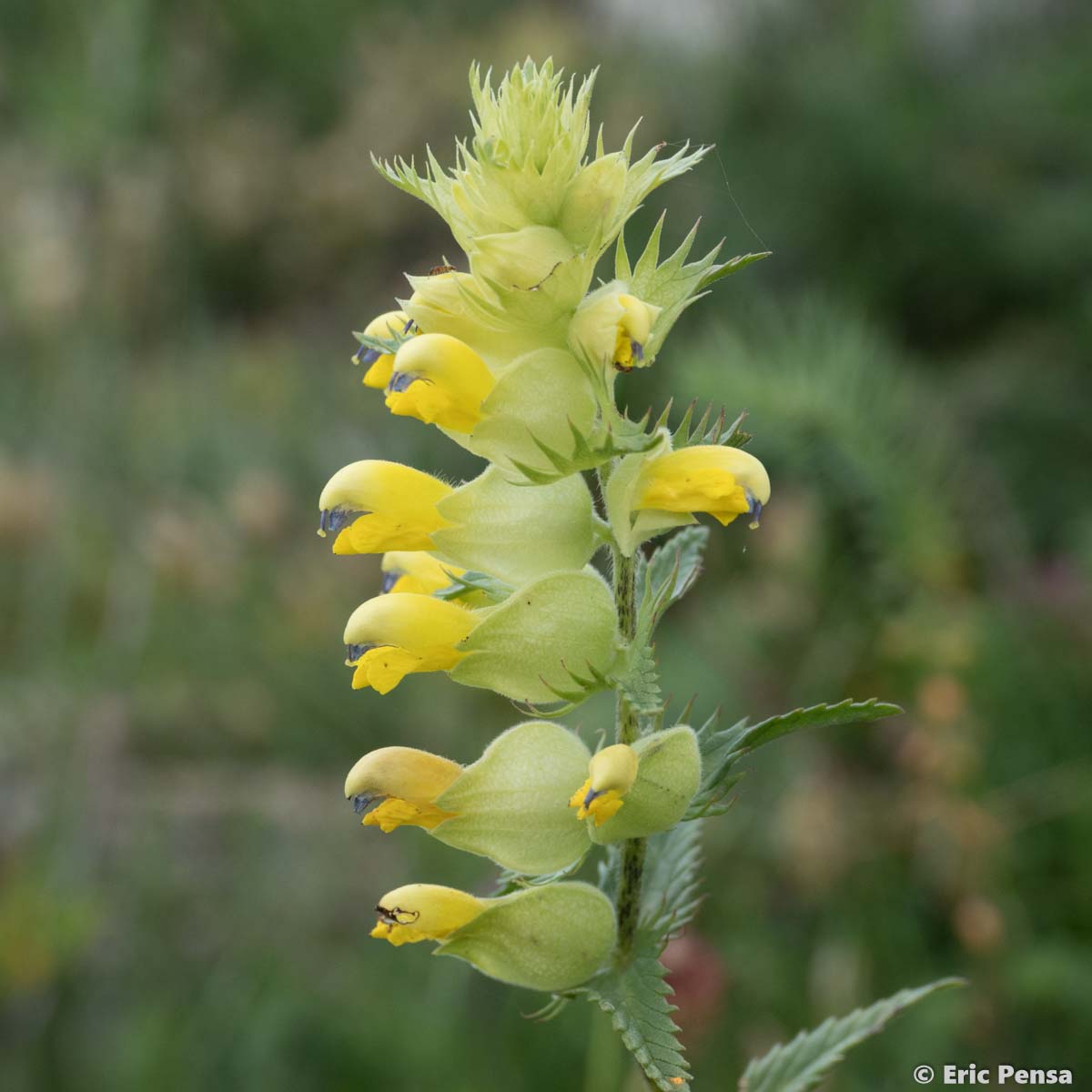 Rhinanthe nain - Rhinanthus pumilus