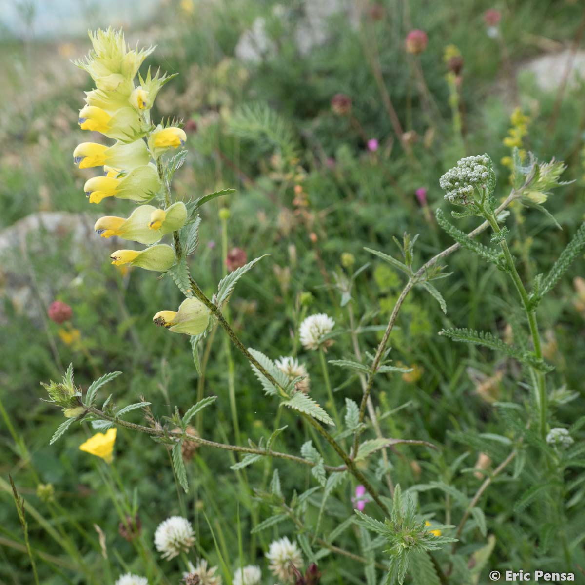 Rhinanthe nain - Rhinanthus pumilus