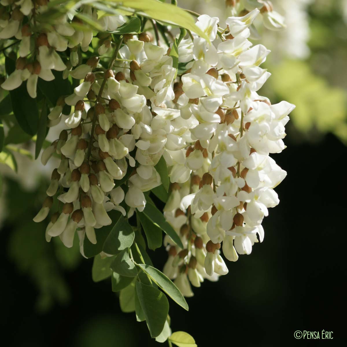 Acacia - Robinia pseudoacacia