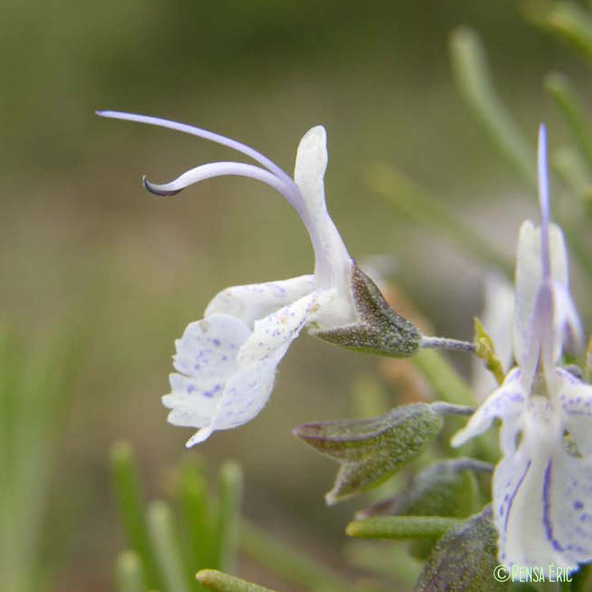 Romarin - Rosmarinus officinalis subsp. officinalis