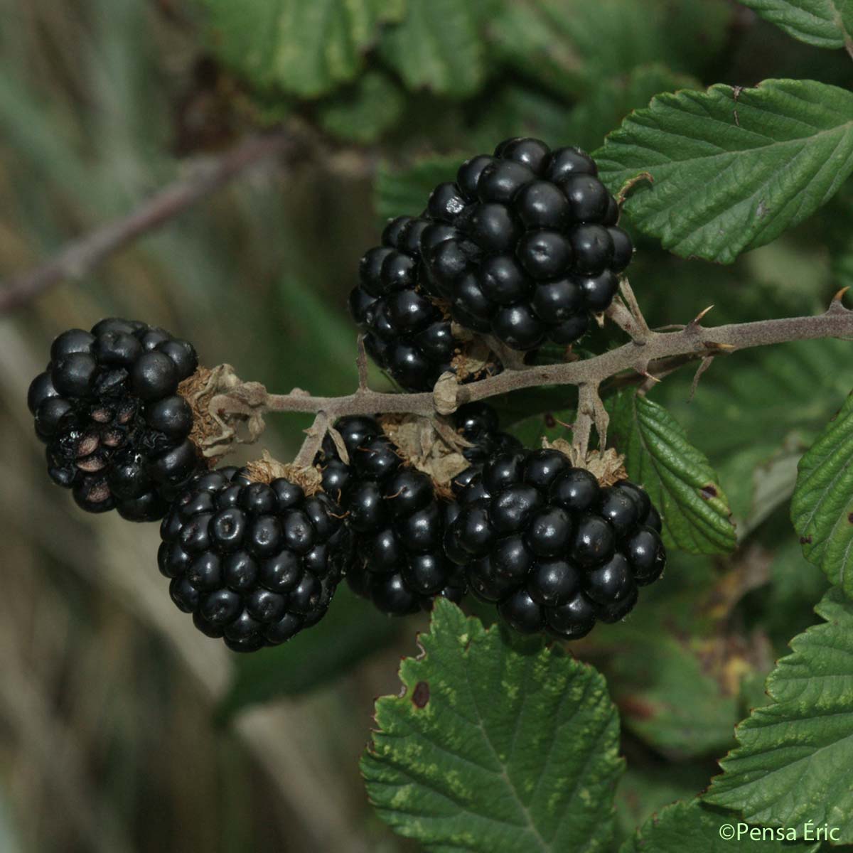 Ronce à feuilles d'orme - Rubus ulmifolius