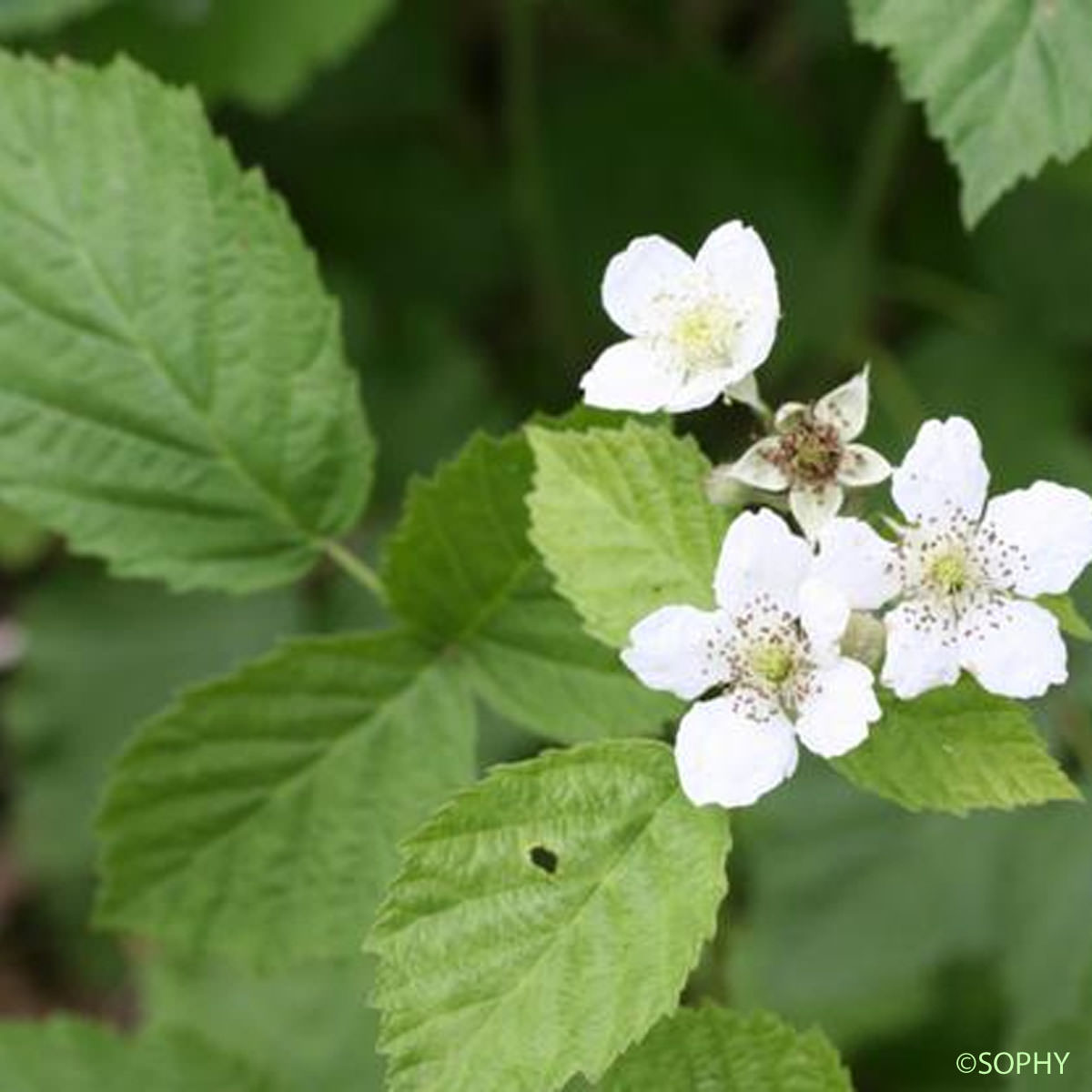 Ronce bleuâtre - Rubus caesius