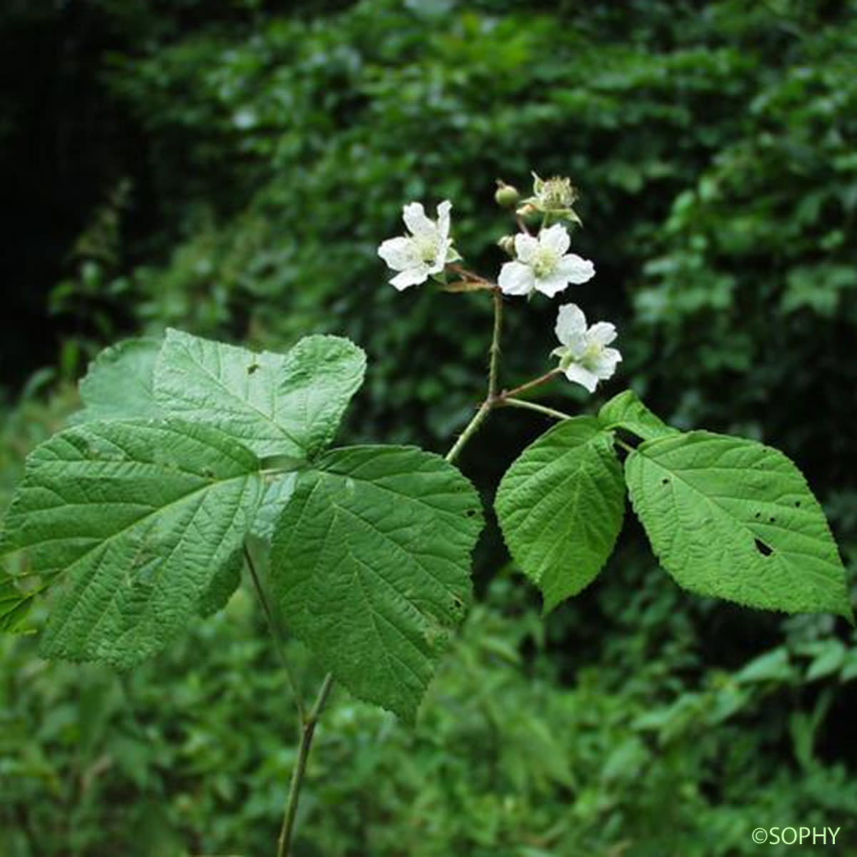 Ronce bleuâtre - Rubus caesius